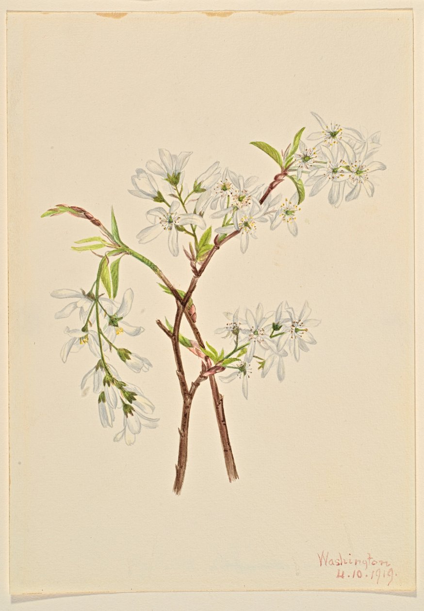 Skyggebusk (Amelianchier oblongifolia) af Mary Vaux Walcott