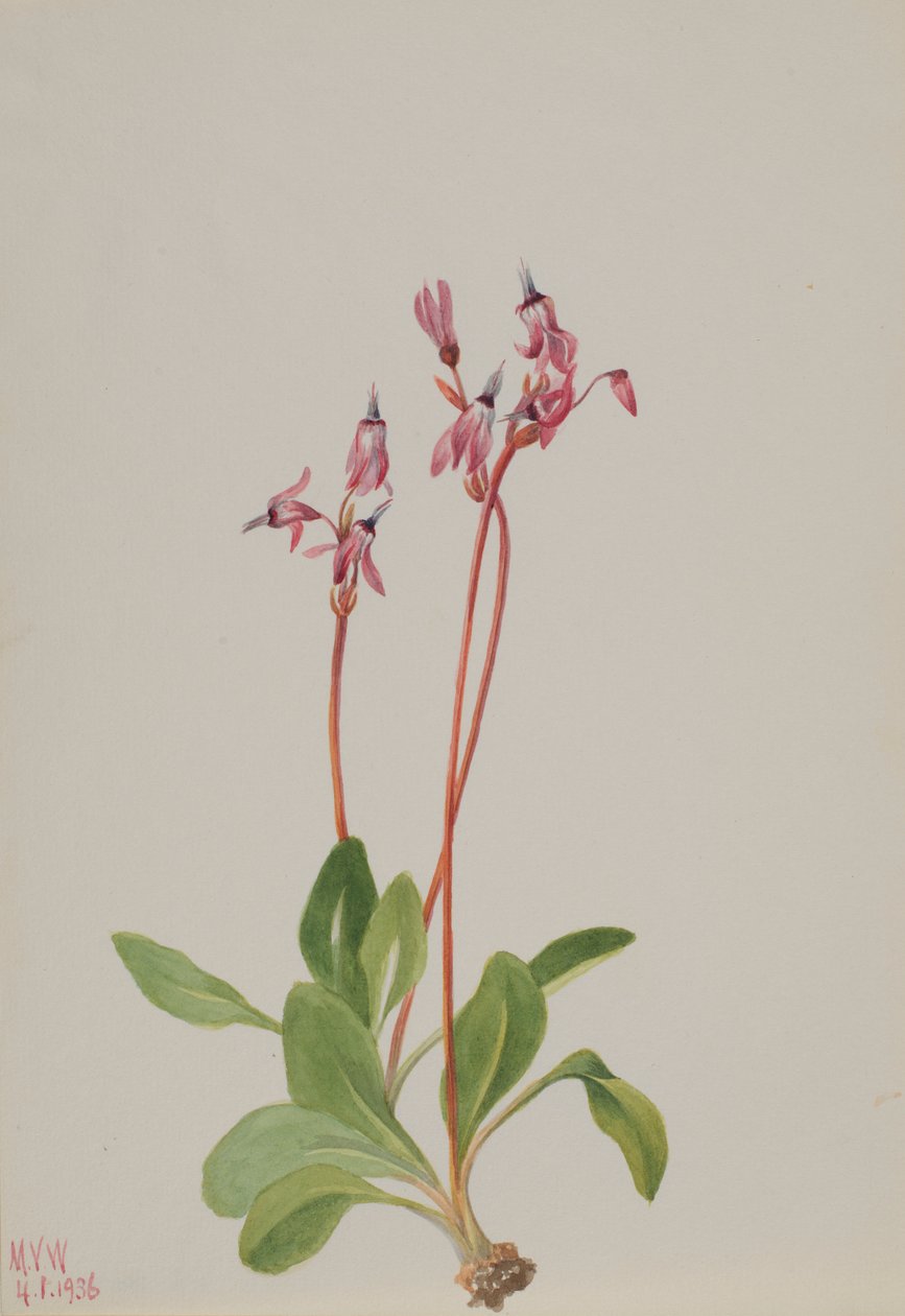 Stjerneskærm (Dodecatheon hendersonii) af Mary Vaux Walcott