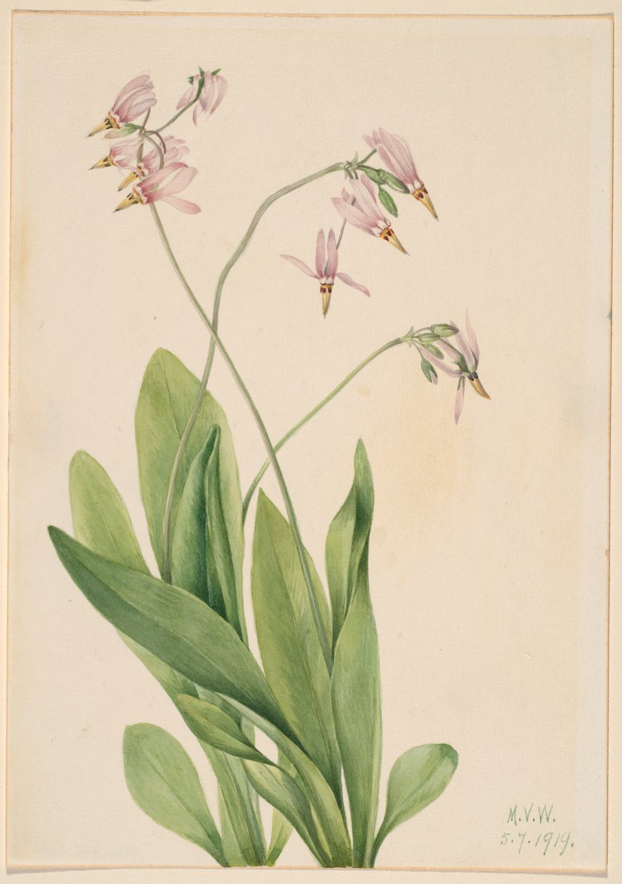 Stjerneskærm (Dodecatheon meadia) af Mary Vaux Walcott
