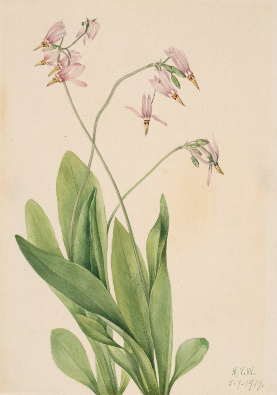 Shooting Star Dodecatheon media, 1919. af Mary Vaux Walcott