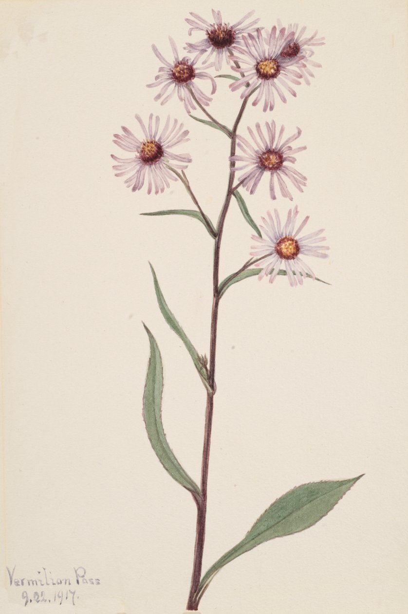 Prangende Aster Prangende Aster, 1917. af Mary Vaux Walcott