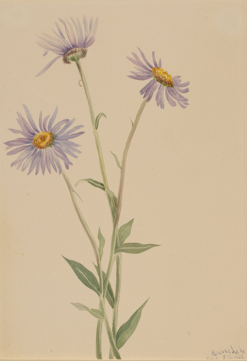 Showy Fleabane (Erigeron salsuginosus) af Mary Vaux Walcott
