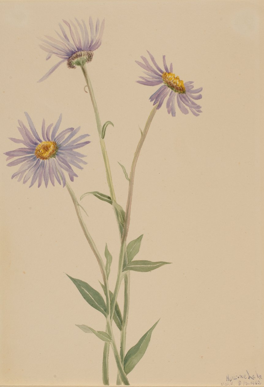 Prangende loppebane Erigeron salsuginosus, 1902. af Mary Vaux Walcott