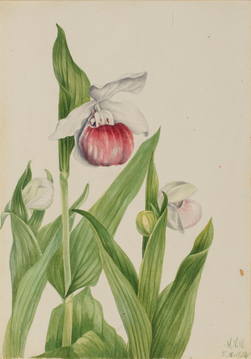 Prangende mariehøne (Cypripedium reginae) af Mary Vaux Walcott