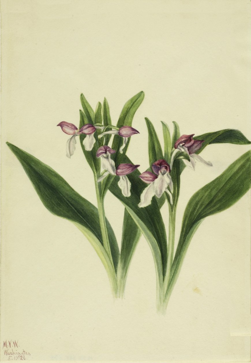 Prangende orkidé Prangende orkidé, 1926. af Mary Vaux Walcott