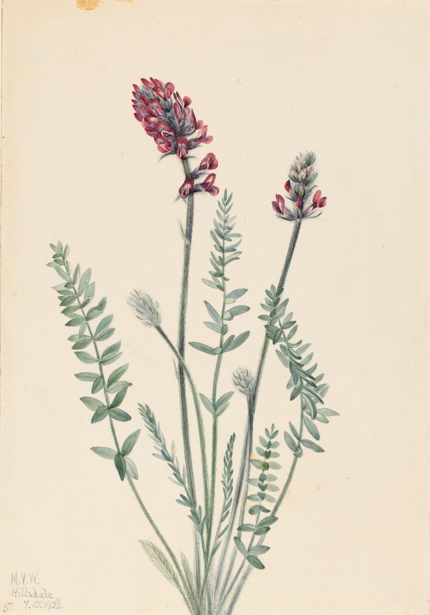 Prangende oxytrop (Oxytropis splendens) af Mary Vaux Walcott