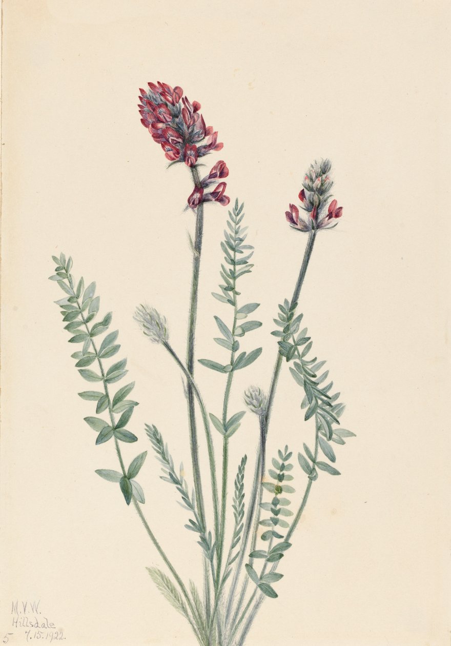 Prangende Oxytrope Prangende Oxytrope, 1922. af Mary Vaux Walcott