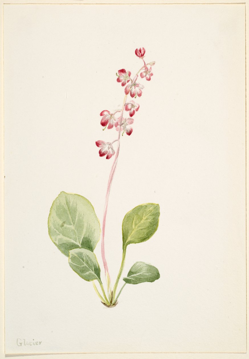Prangende Pyrolla (Pyrola asarifolia) af Mary Vaux Walcott