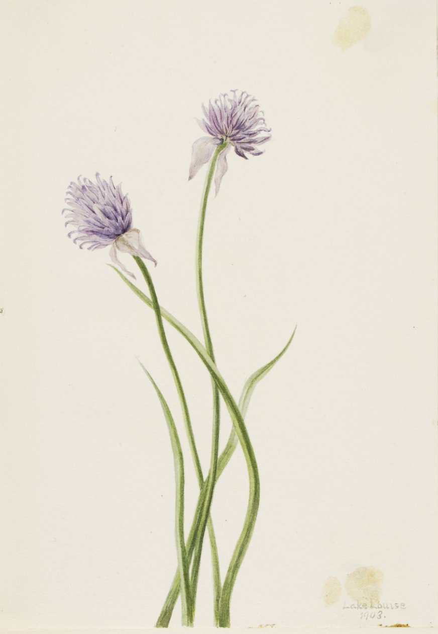 Sibirisk løg (Allium sibericum) af Mary Vaux Walcott