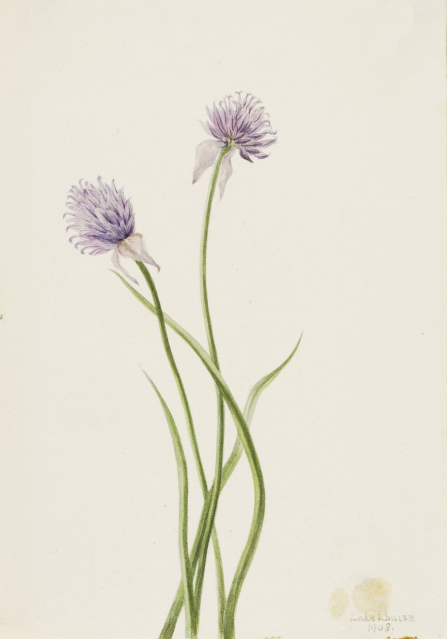 Sibirisk løg Allium sibericum, 1903. af Mary Vaux Walcott