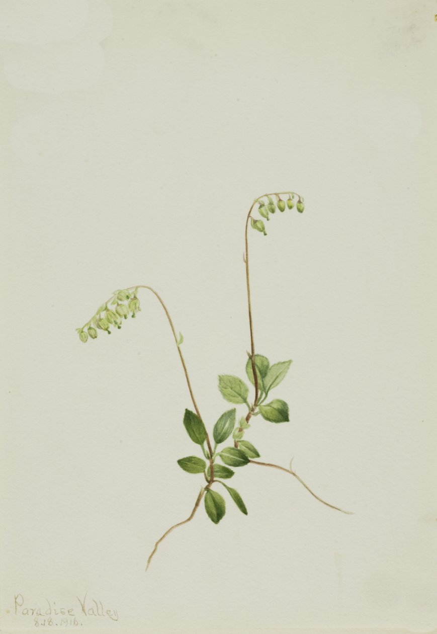 Sidebells Pyrola Pyrola secunda, 1916. af Mary Vaux Walcott