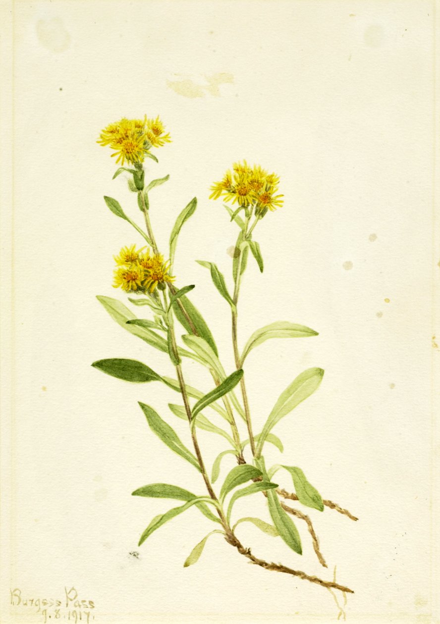 Sidesadel Goldenrod, 1917. af Mary Vaux Walcott