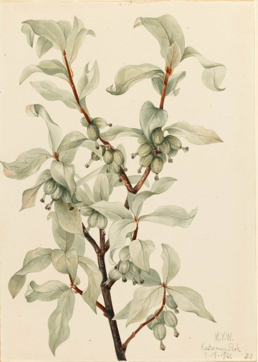 Sølvbær (Elaeagnus commutata) af Mary Vaux Walcott
