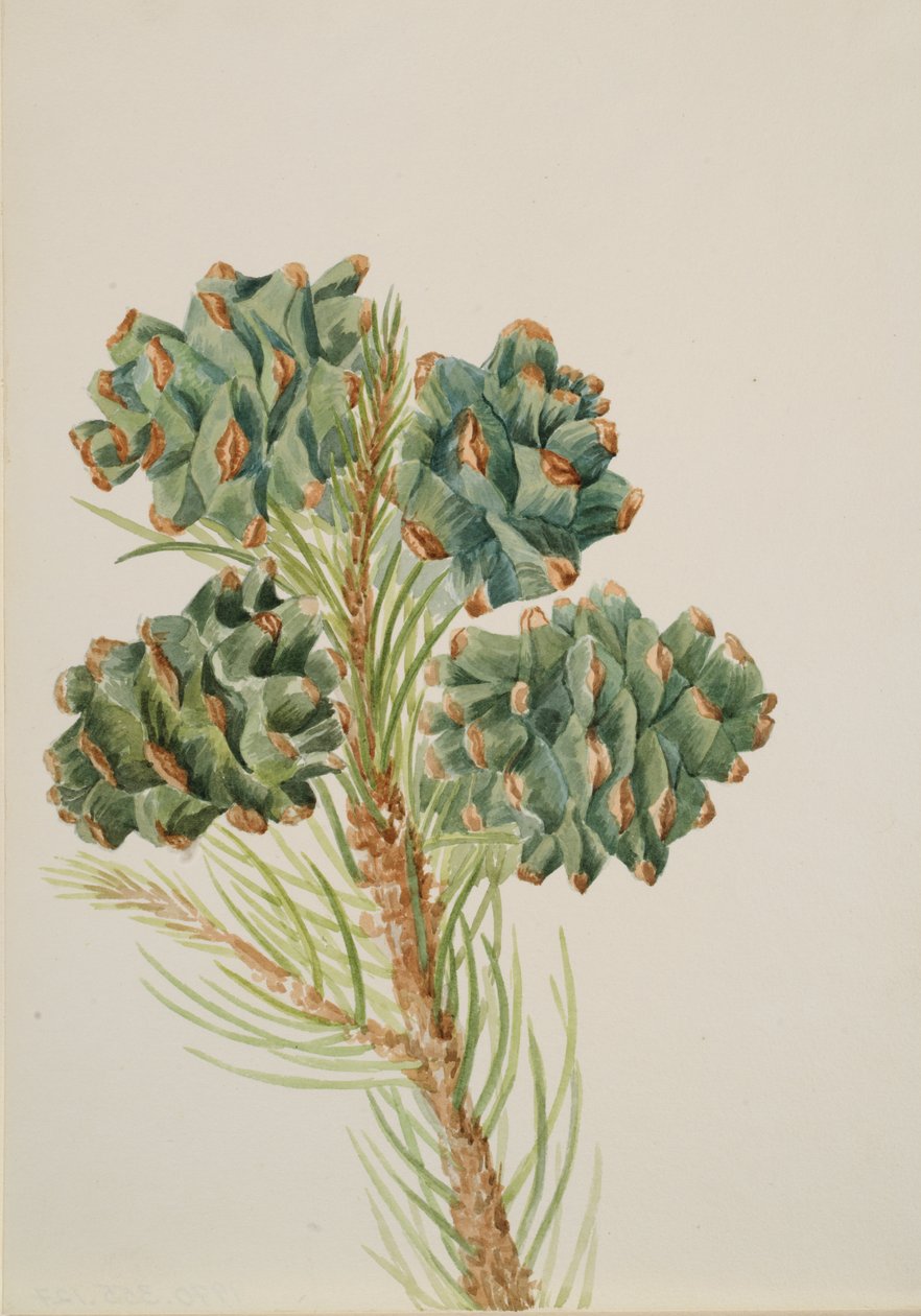 Enkeltbladet fyrretræ Pinus monophylla, ca. 1930