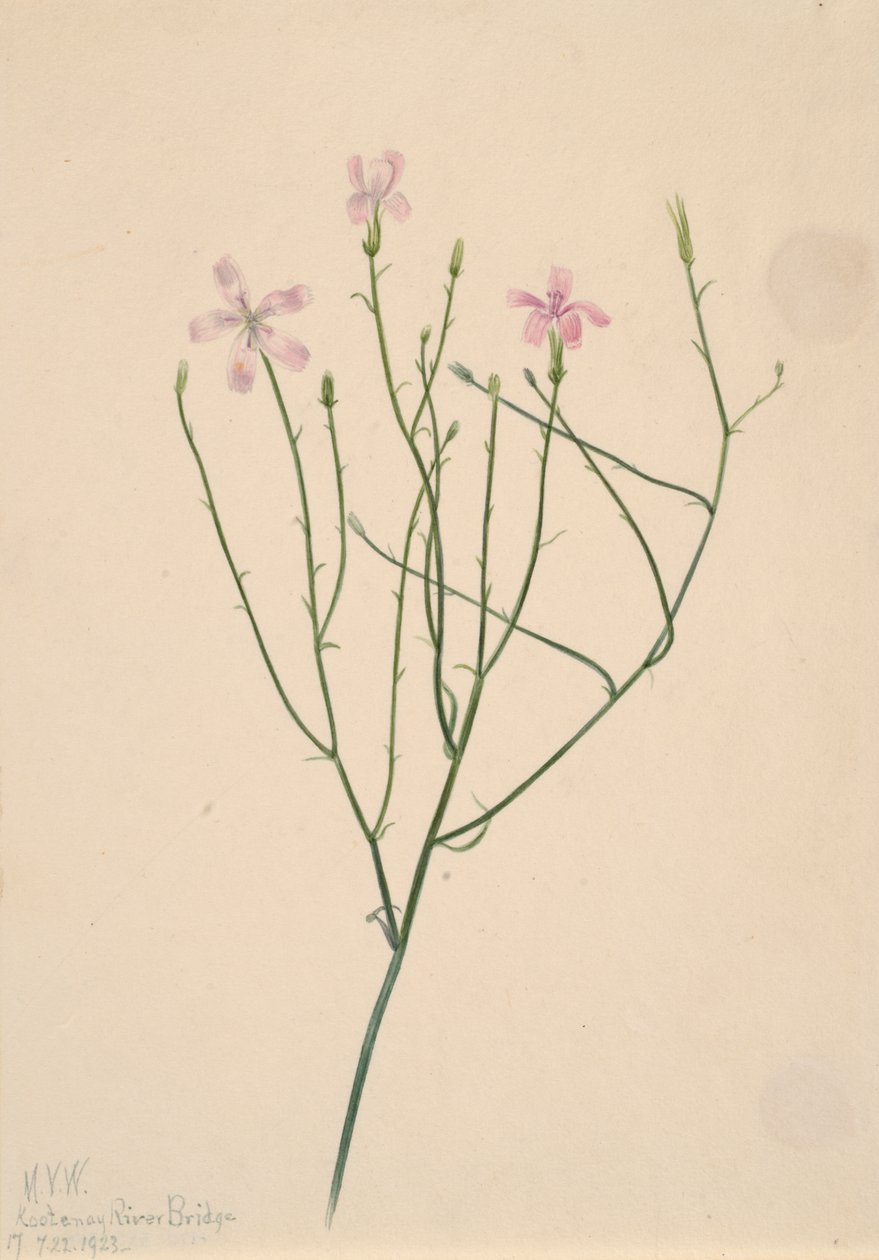 Skeletblomst Lygodesmia juncea, 1923. af Mary Vaux Walcott