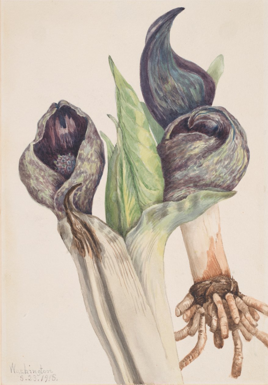 Spartiyema Poetida for Sakunk Kabba, 1918. af Mary Vaux Walcott