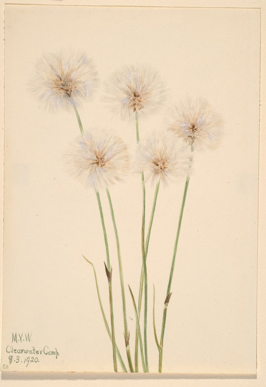 Slank bomuldsgræs (Eriophorum chamissonis) af Mary Vaux Walcott