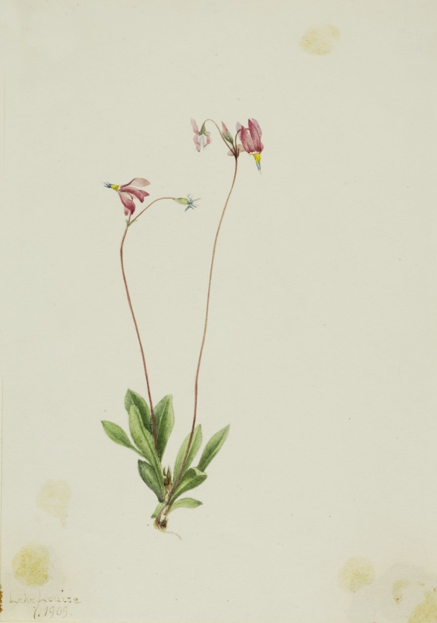 Slank stjerneskærm (Dodecatheon pauciflorum) af Mary Vaux Walcott