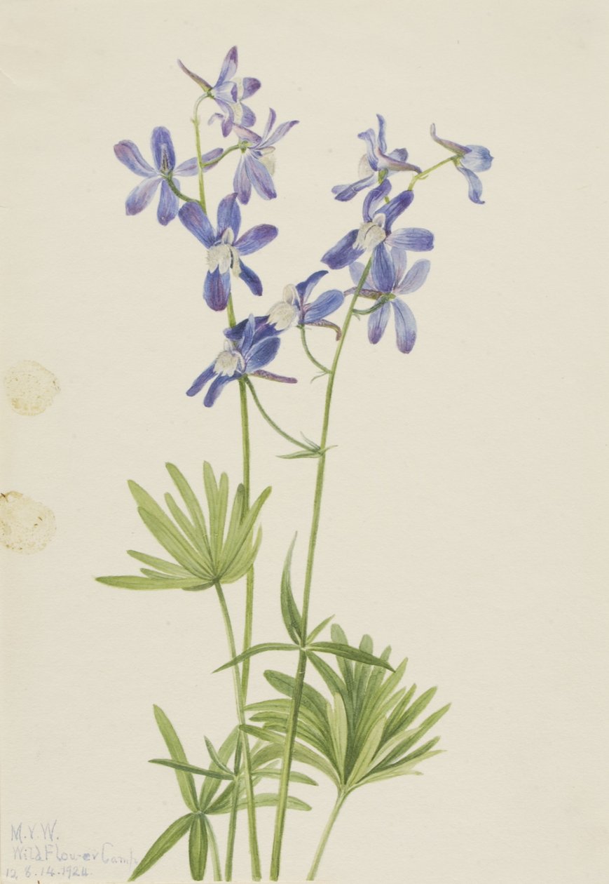 Slank lærkespore (Delphinium depauperatum) af Mary Vaux Walcott
