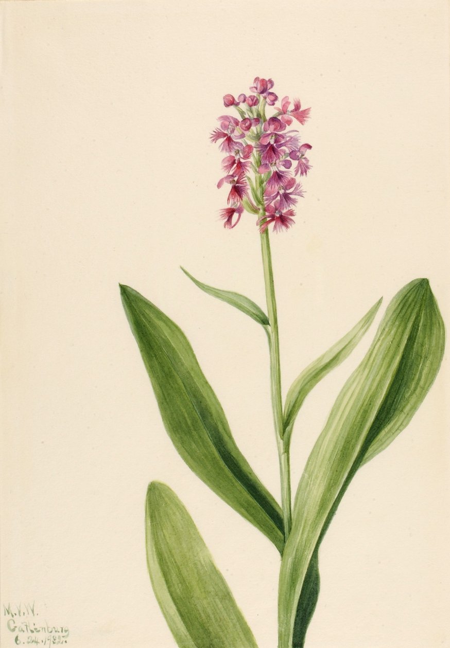 Lille violet frynseorkidé (Habenaria psychodes) af Mary Vaux Walcott