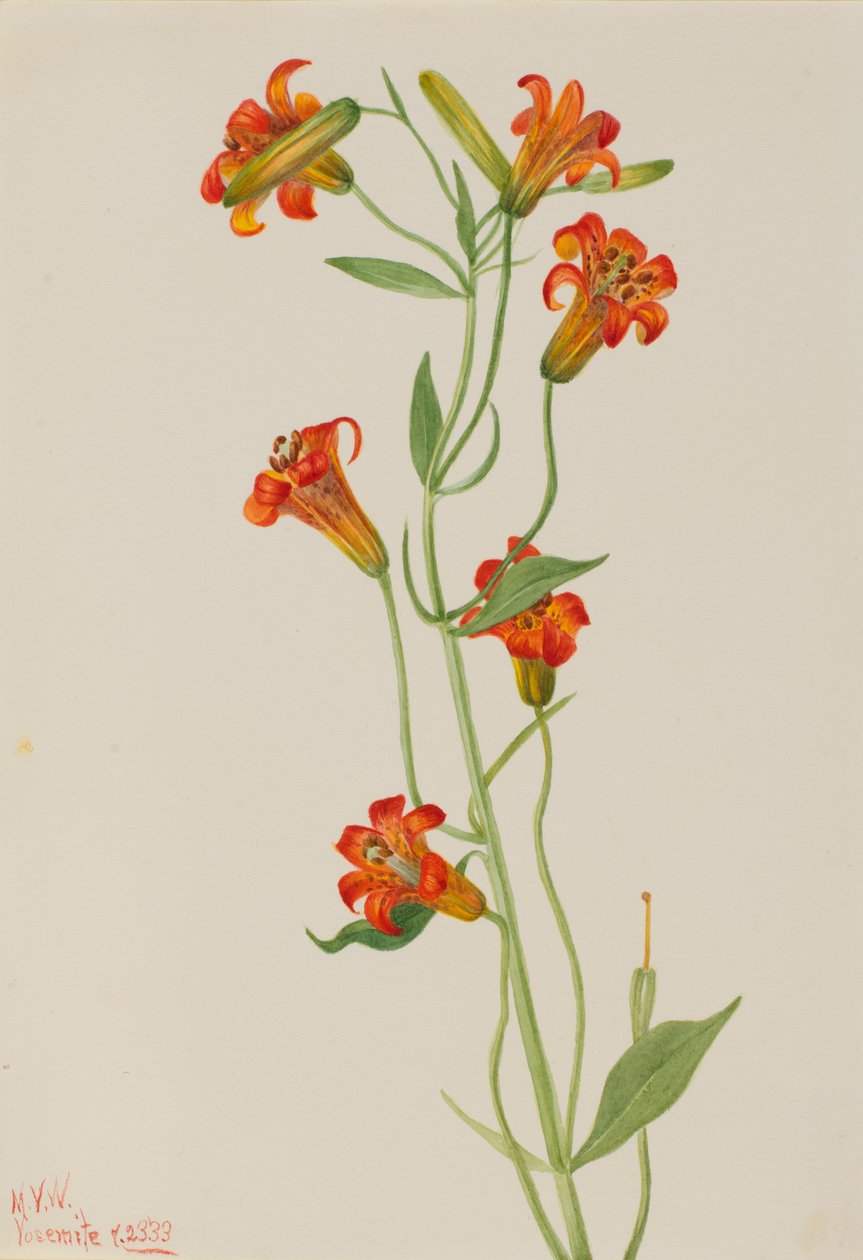 Lille tigerlilje Lilium parvum, 1933. af Mary Vaux Walcott