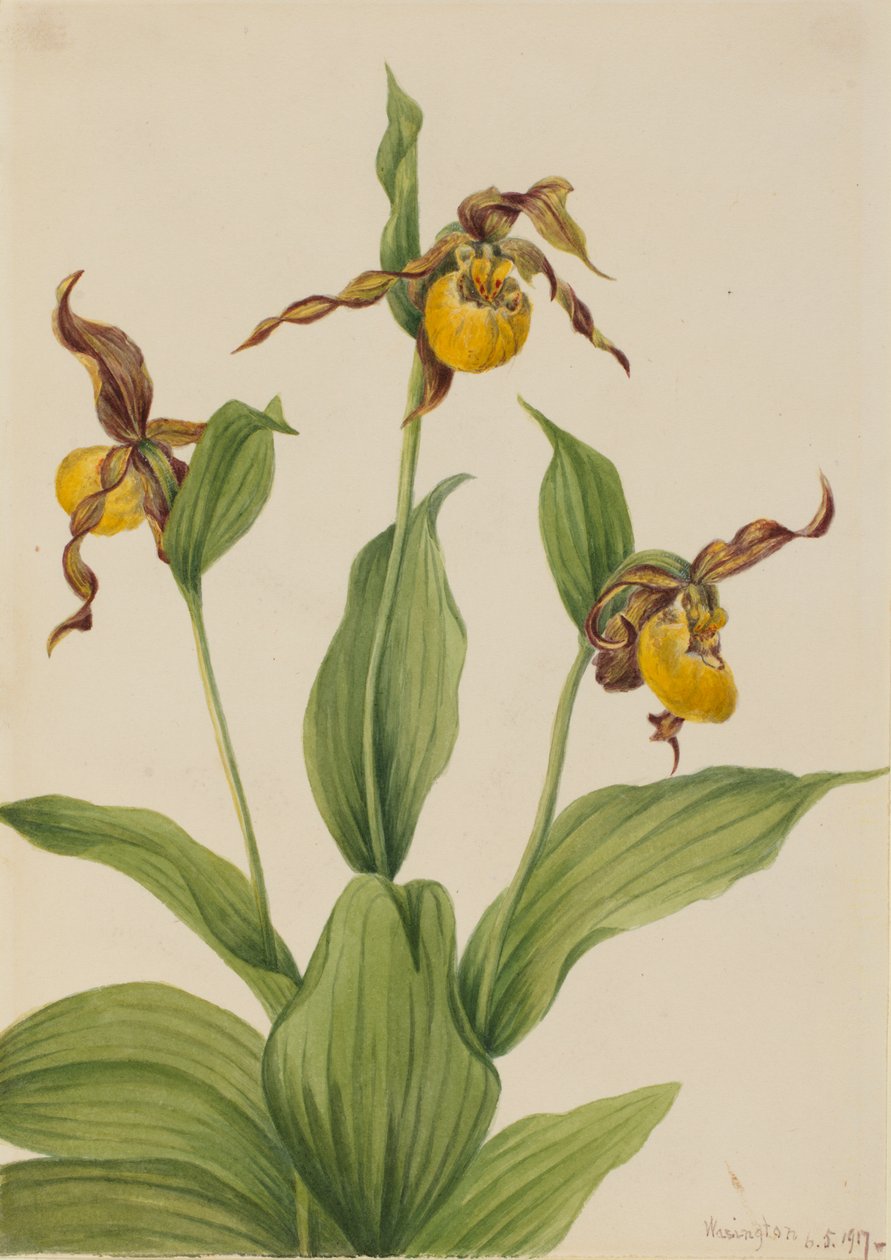 Lille gul Ladyslipper Cypripedium parviflorum, 1917. af Mary Vaux Walcott