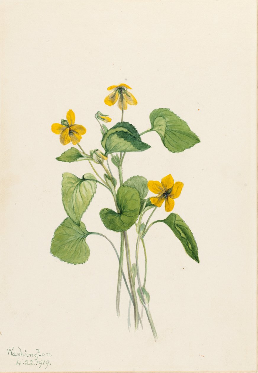 Glat gul viol (Viola eriocarpa) af Mary Vaux Walcott