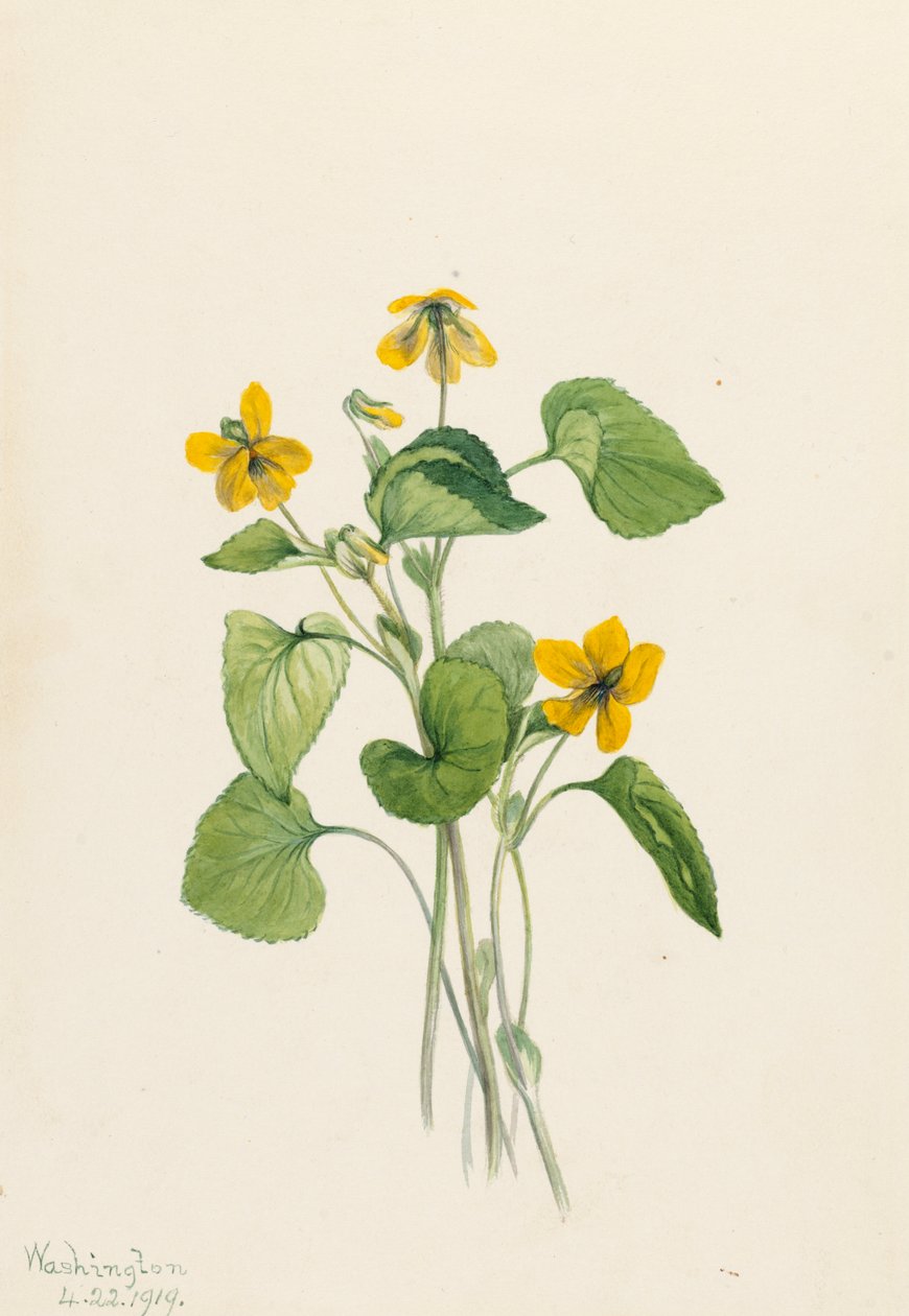 Glat gulviolet Viola eriocarpa, 1919. af Mary Vaux Walcott