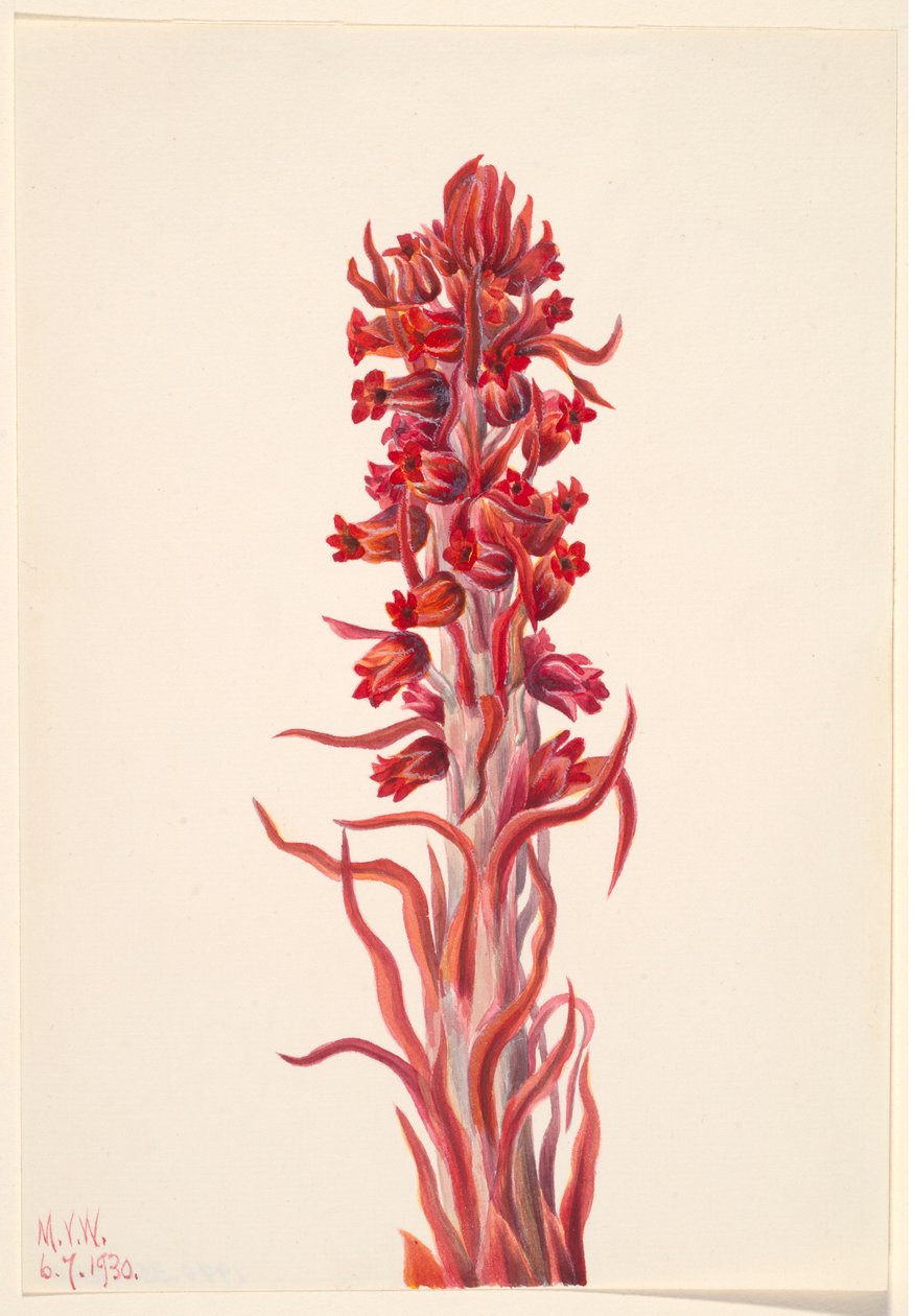 Sneplante (Sarcodes sanguinea) af Mary Vaux Walcott