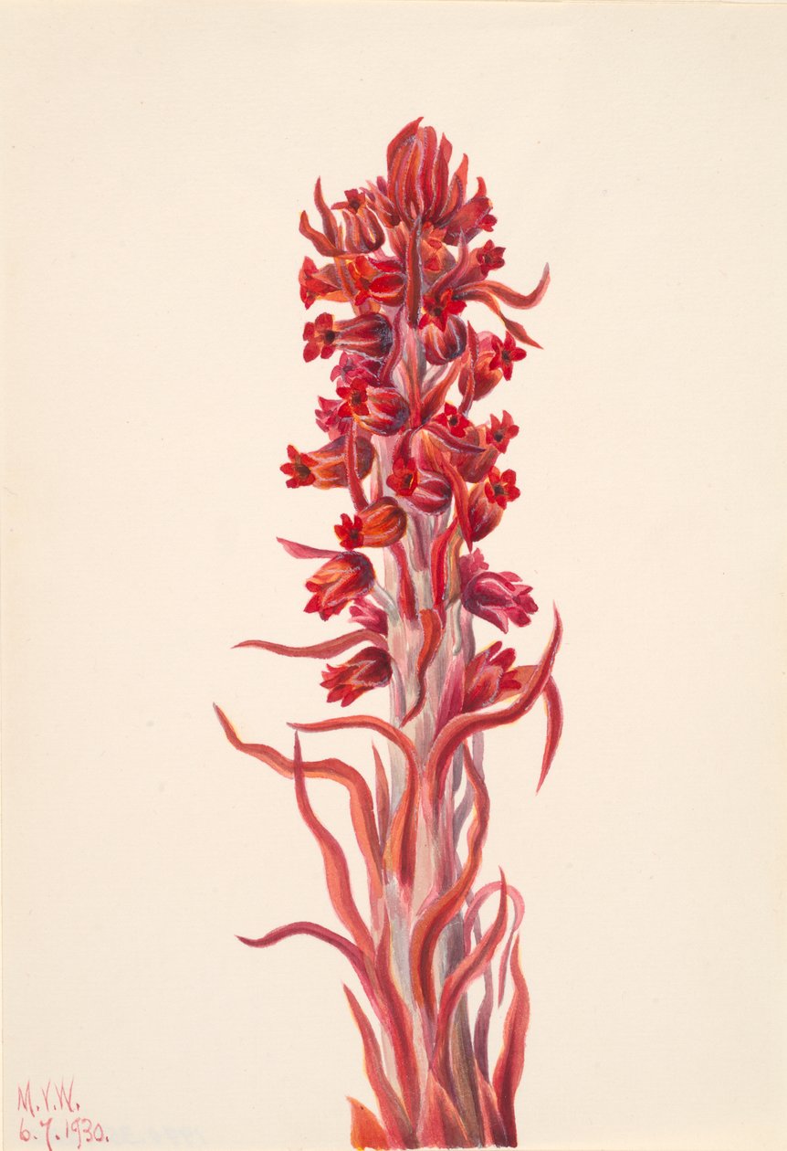 Snow Plant Sarcodes sanguinea, 1930. af Mary Vaux Walcott