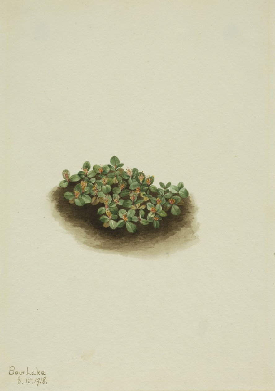 Sne-pil (Salix nivalis) af Mary Vaux Walcott
