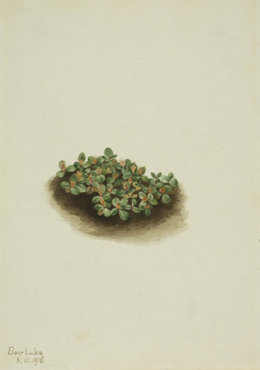 Snepil Salix nivalis, 1918. af Mary Vaux Walcott