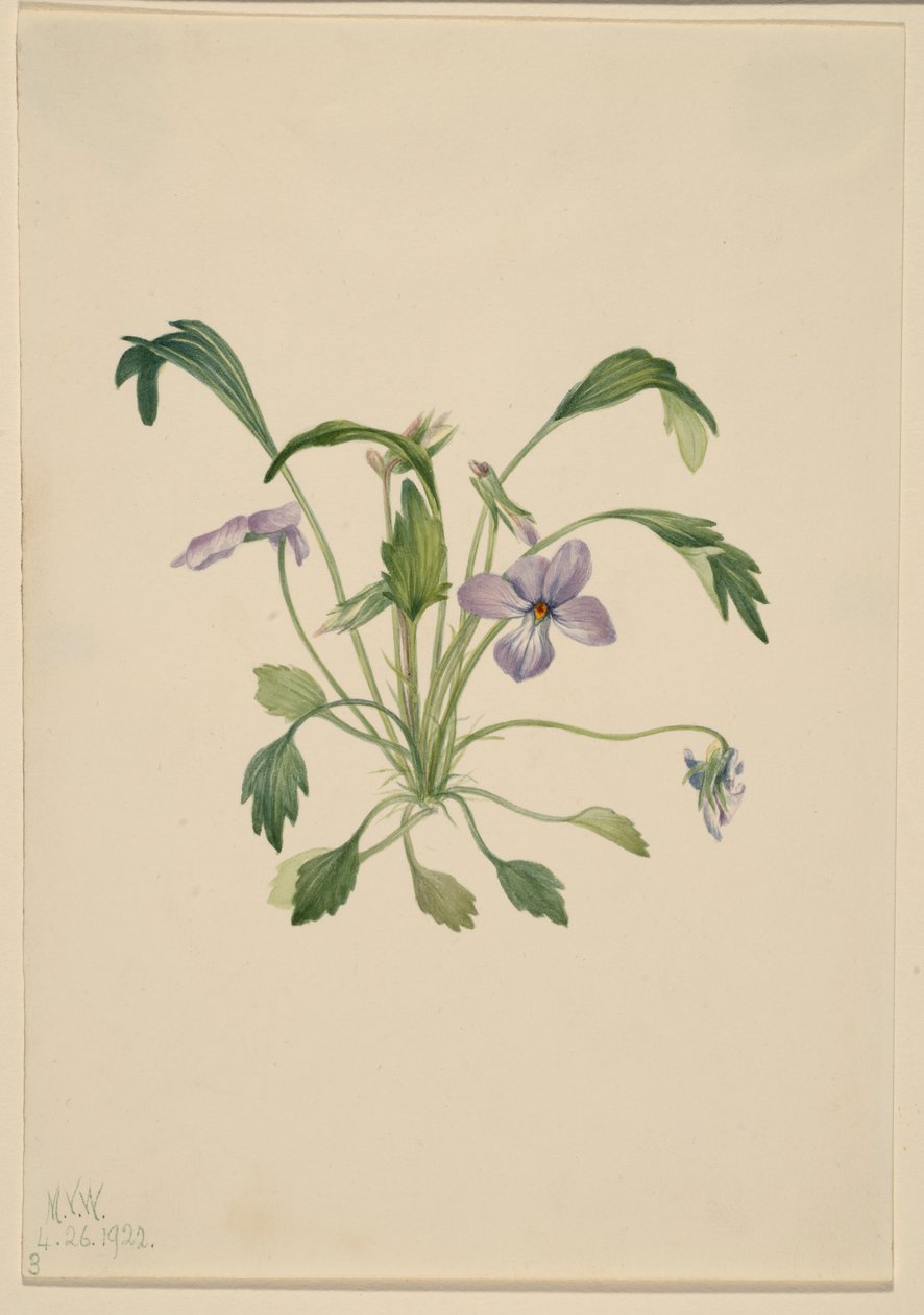 Sydlig fuglefod-viol (Viola digitata) af Mary Vaux Walcott