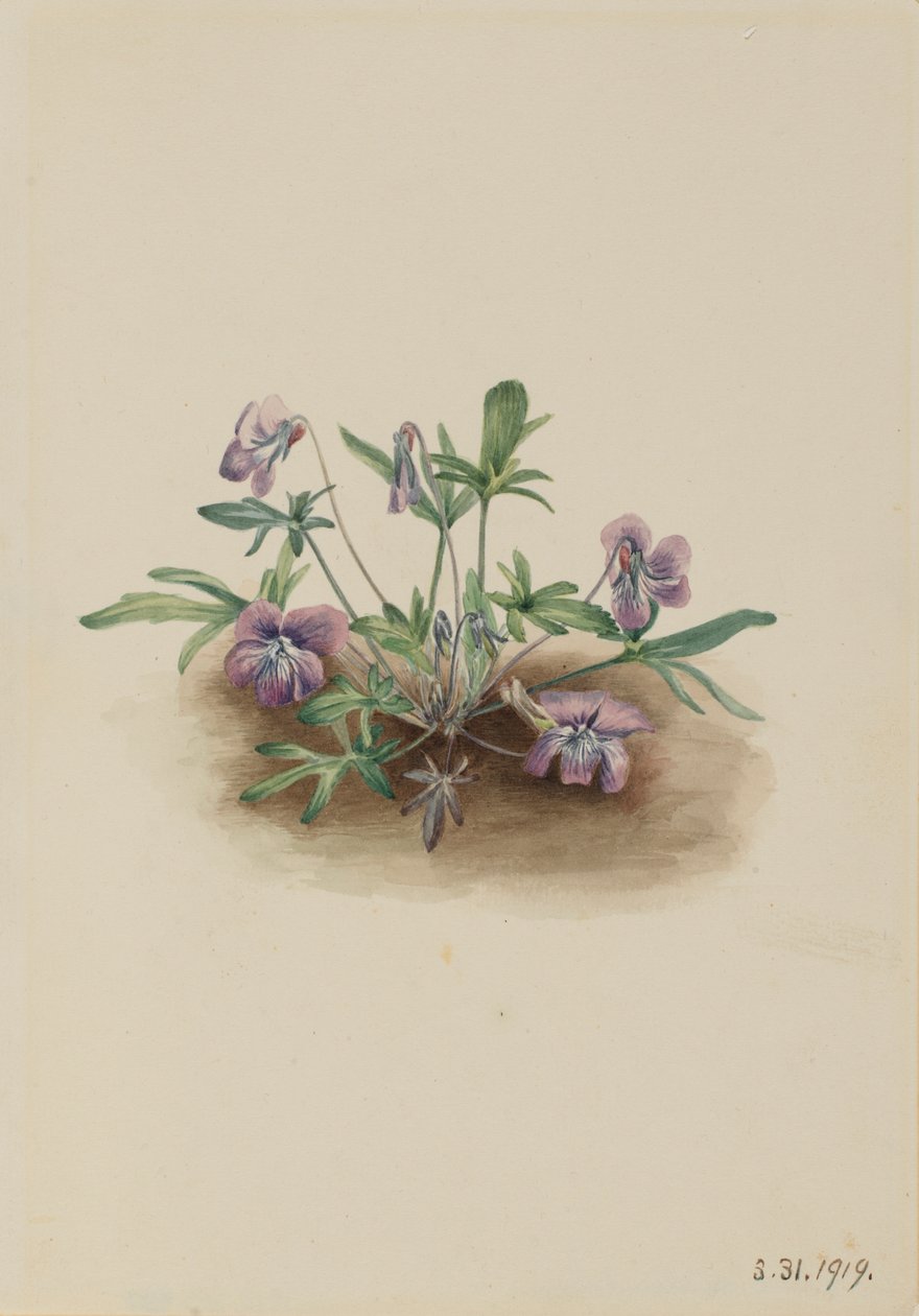 Sydkystviol (Viola septemloba) af Mary Vaux Walcott