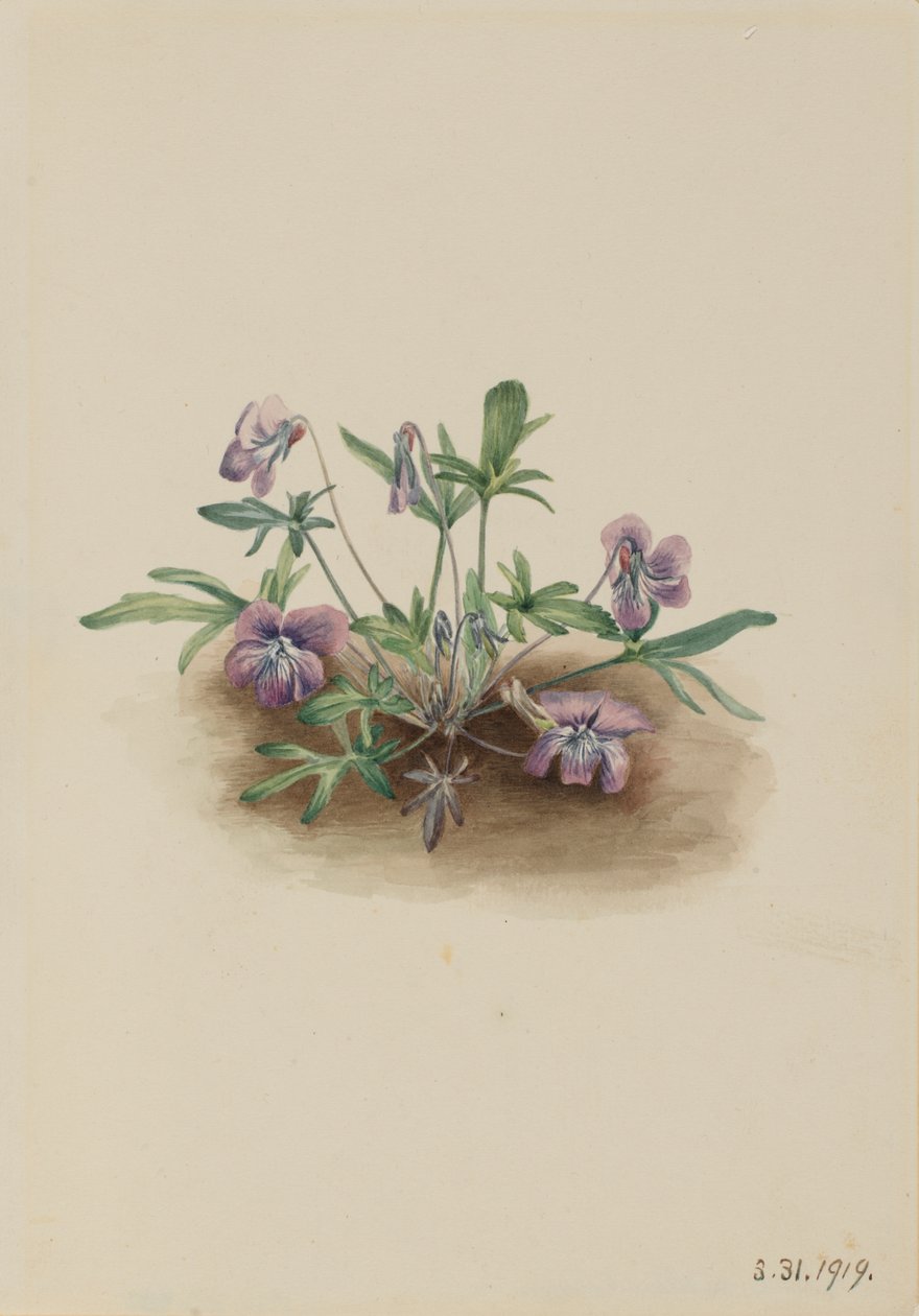 Southern Coast Violet Viola septemloba, 1919. af Mary Vaux Walcott