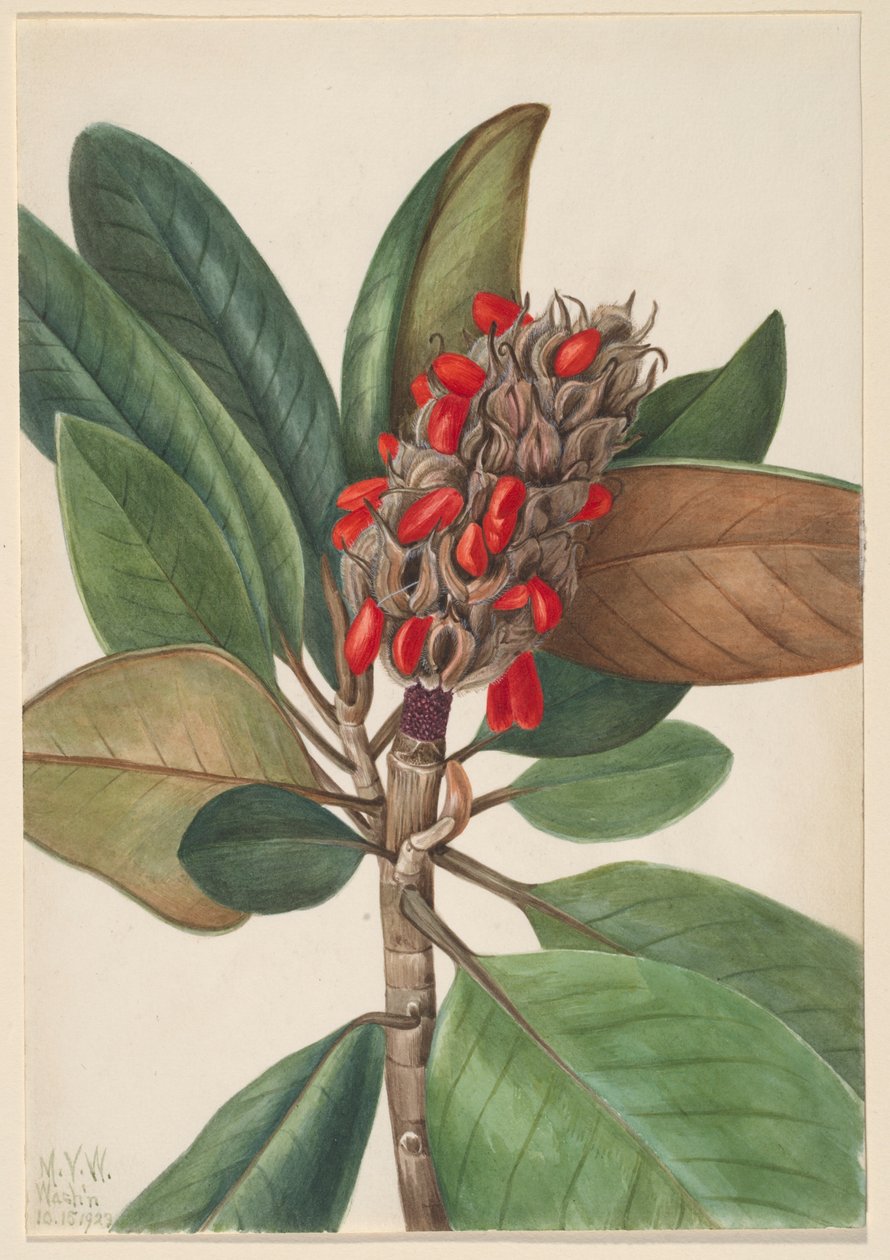Sydlig magnolia (Magnolia grandiflora) af Mary Vaux Walcott