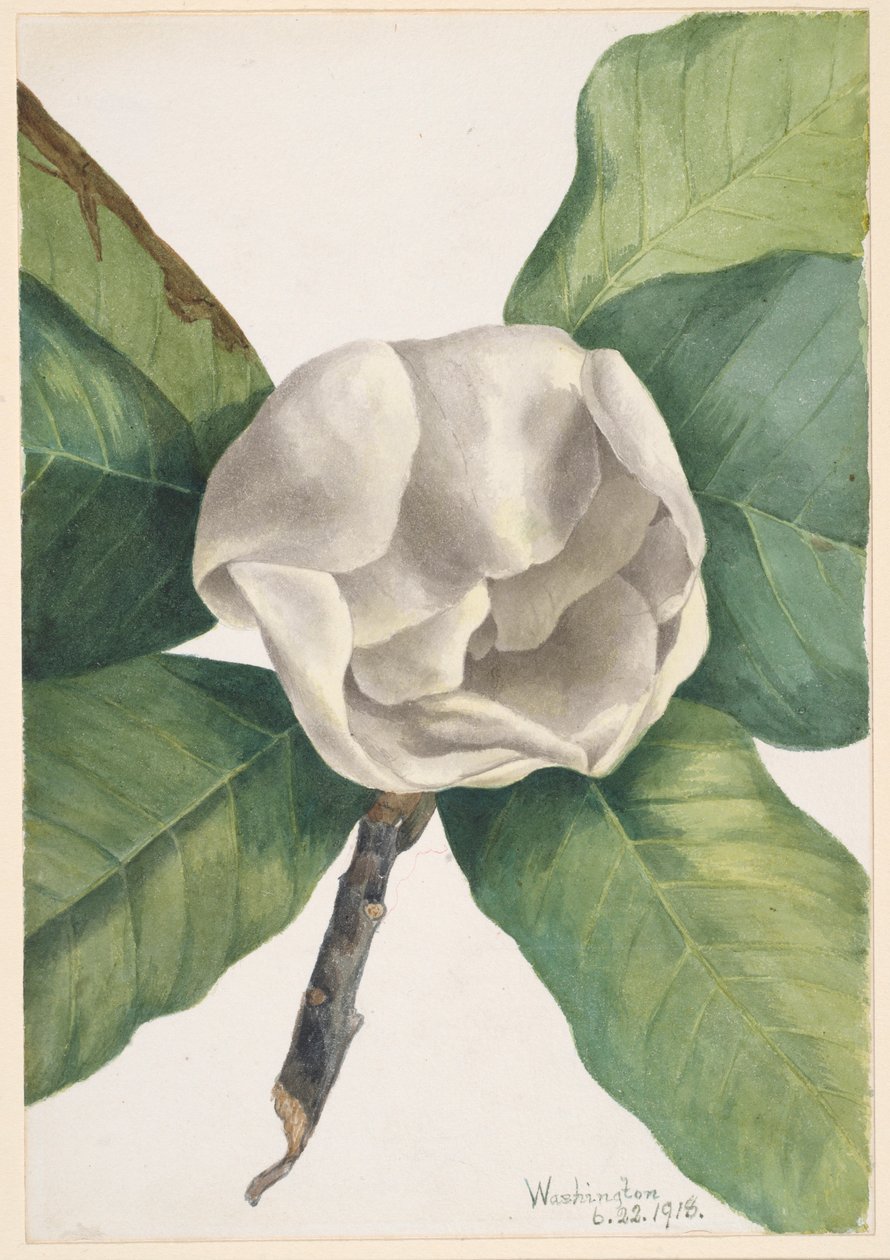 Sydlig magnolia (Magnolia grandiflora) af Mary Vaux Walcott