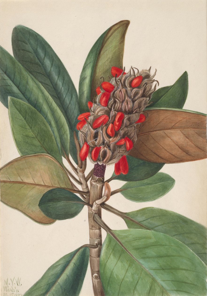 Southern Magnolia Magnolia grandiflora, 1923. af Mary Vaux Walcott