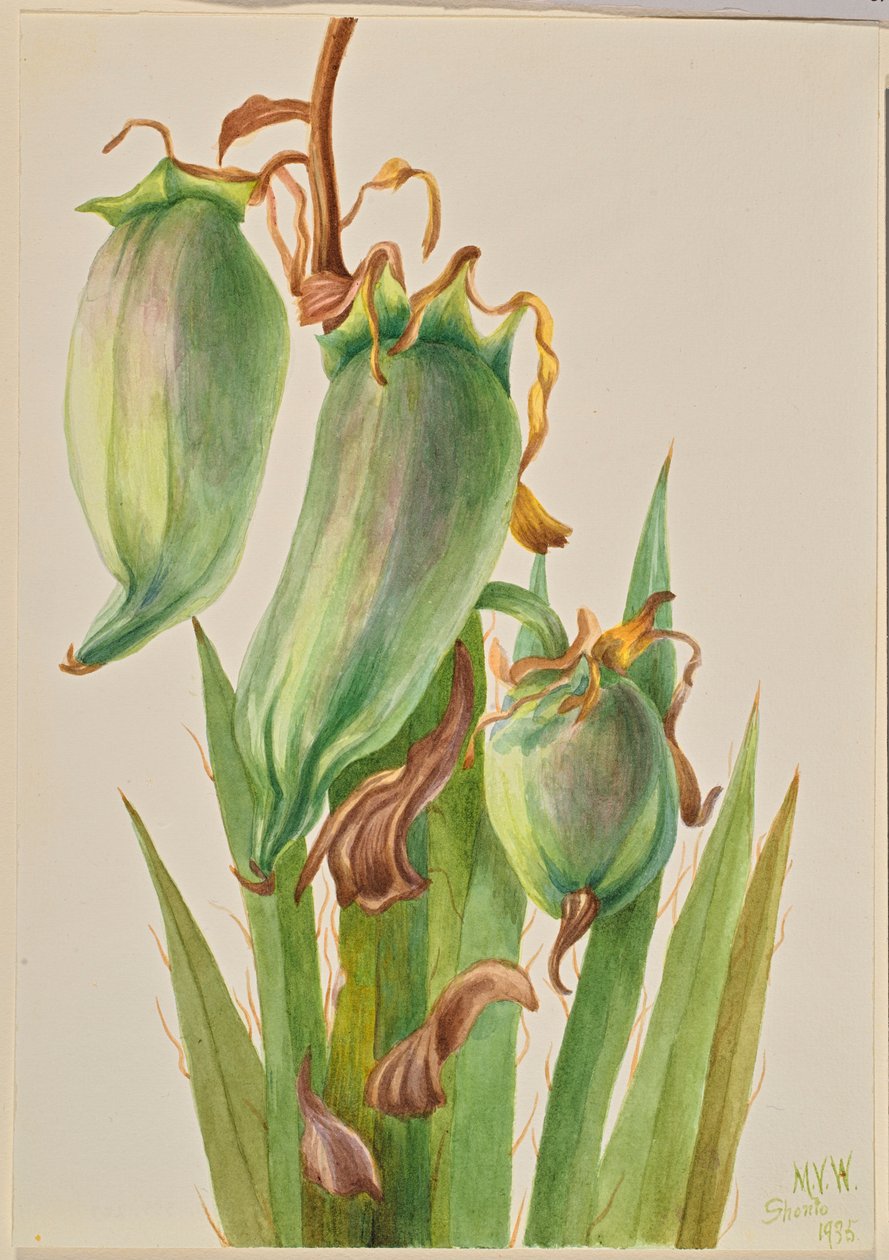 Spansk bajonet (Yucca baccata) af Mary Vaux Walcott