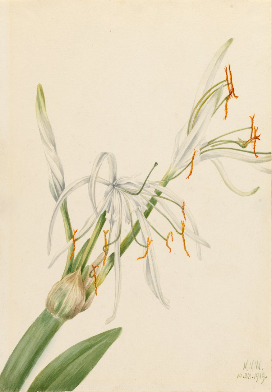 Spider Lily Hymenocallis rotata, 1919. af Mary Vaux Walcott