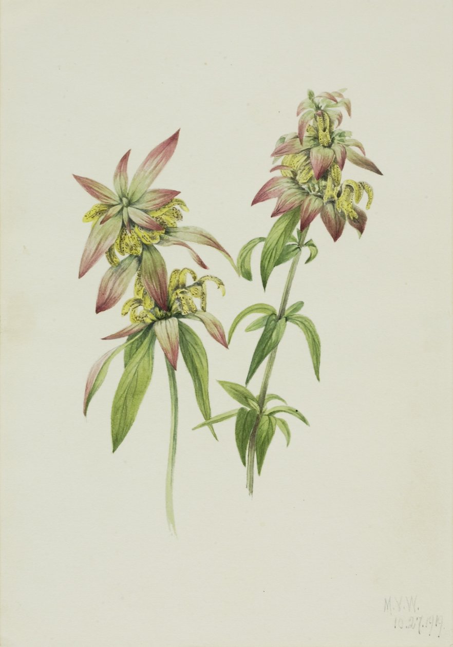 Plettet bynke (Monarda punctata) af Mary Vaux Walcott