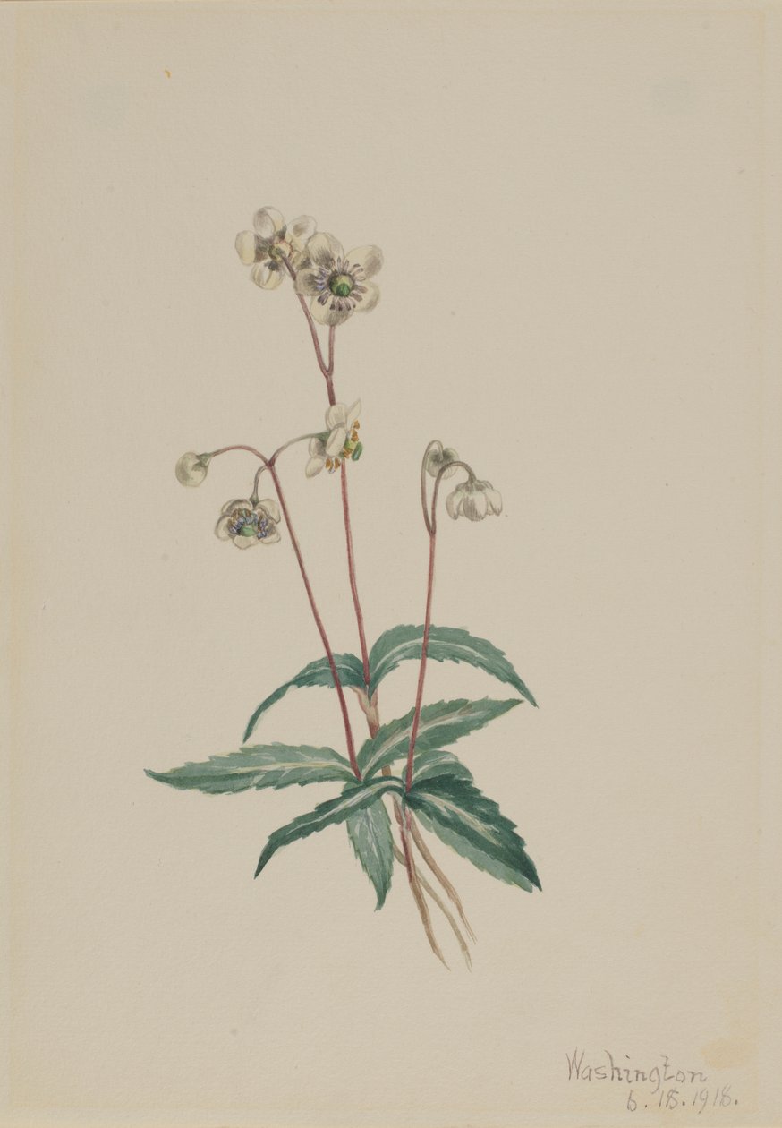 Plettet pipsissewa (Chimaphila maculata) af Mary Vaux Walcott