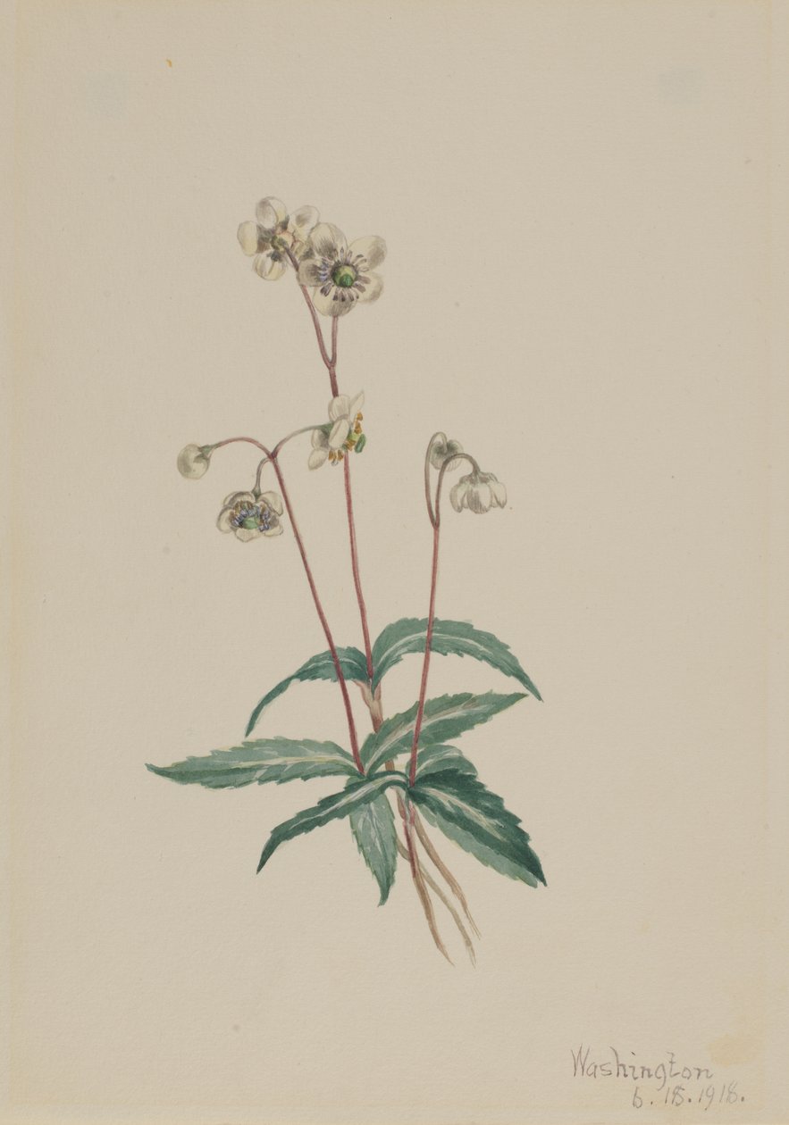 Plettet Pipsissewa Chimaphila maculata, 1918. af Mary Vaux Walcott