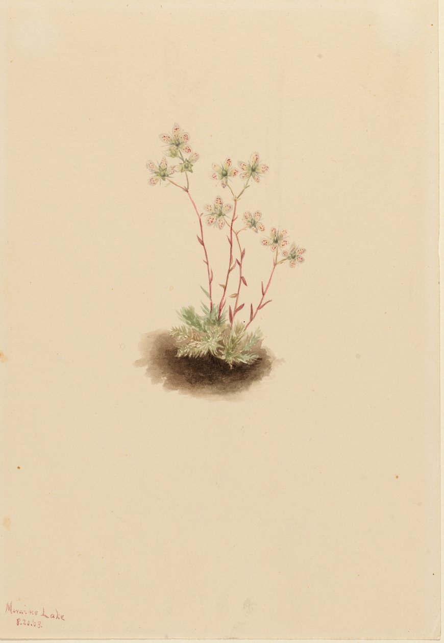 Plettet stenbræk (Saxifraga bronchialis) af Mary Vaux Walcott