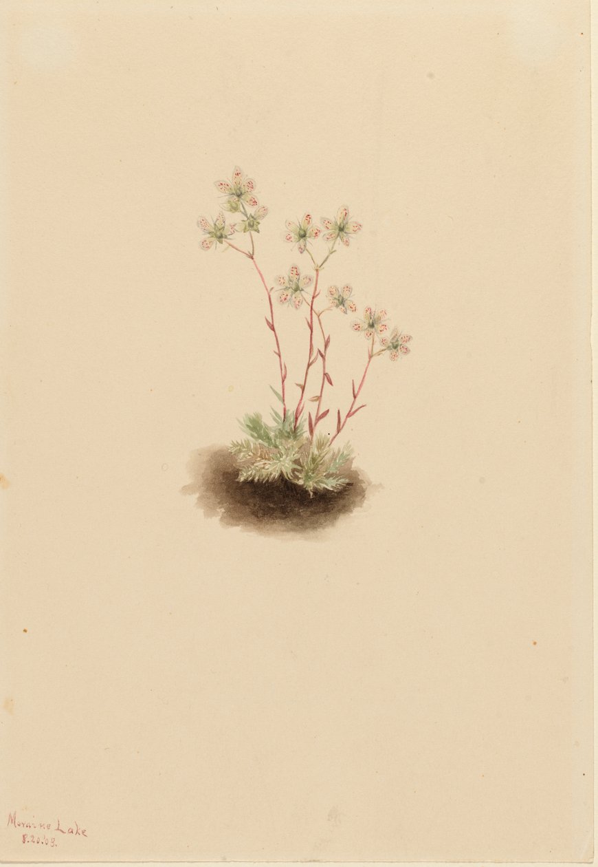 Plettet saxifrage Saxifraga bronchialis, 1903. af Mary Vaux Walcott