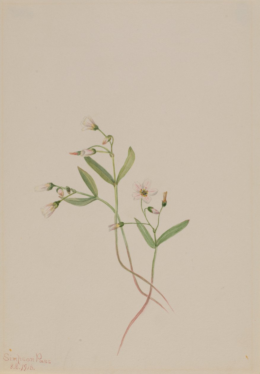 Forårsskønhed (Claytonia lanceolata) af Mary Vaux Walcott
