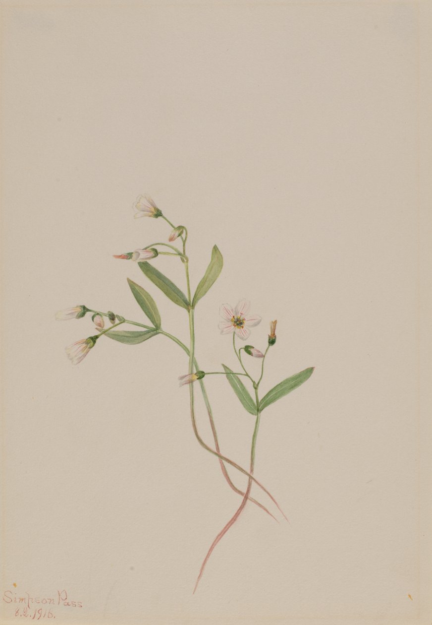 Spring Beauty Claytonia lanceolata, 1916. af Mary Vaux Walcott
