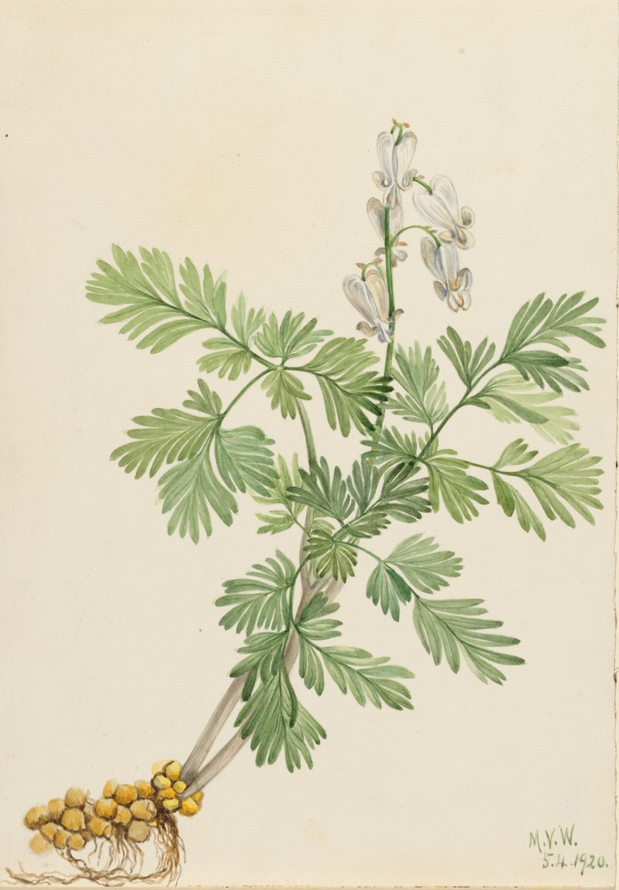 Egernmajs (Bikukulla canadensis) af Mary Vaux Walcott