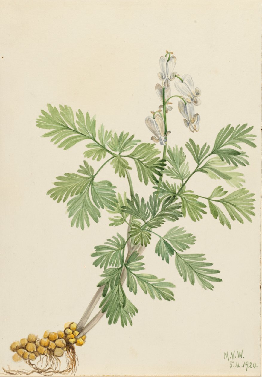 Egern Majs Egern canadensis, af Mary Vaux Walcott