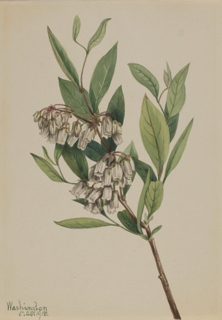 Staggerbusk (Pieris mariana) af Mary Vaux Walcott